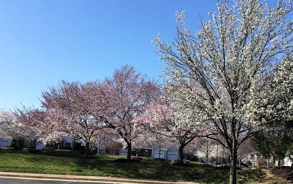 Salem Fields Community Association The Salem Fields Community has